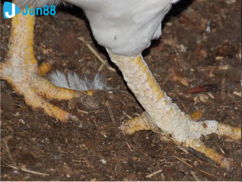 Dấu hiệu gà bị nấm chân dễ thấy qua các vảy trắng