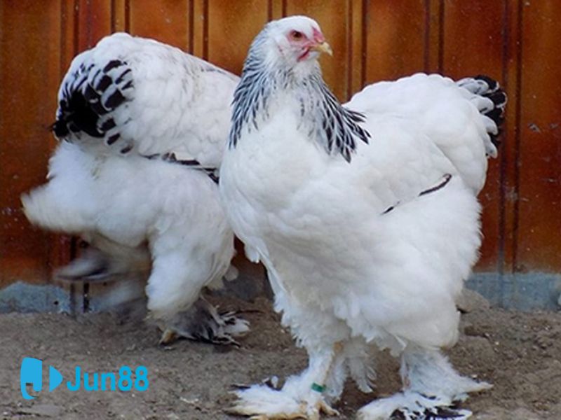 Giống gà nuôi kỳ lân mang đến giá trị kinh tế cao từ việc lấy thịt, trứng
